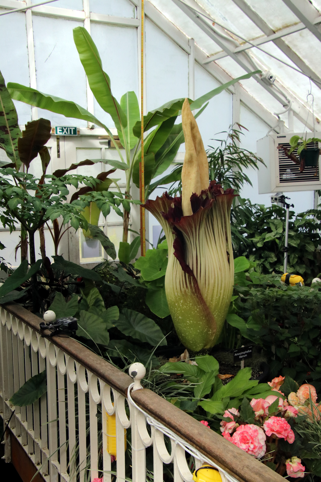 2018 02 06 CorpseFlower 2193